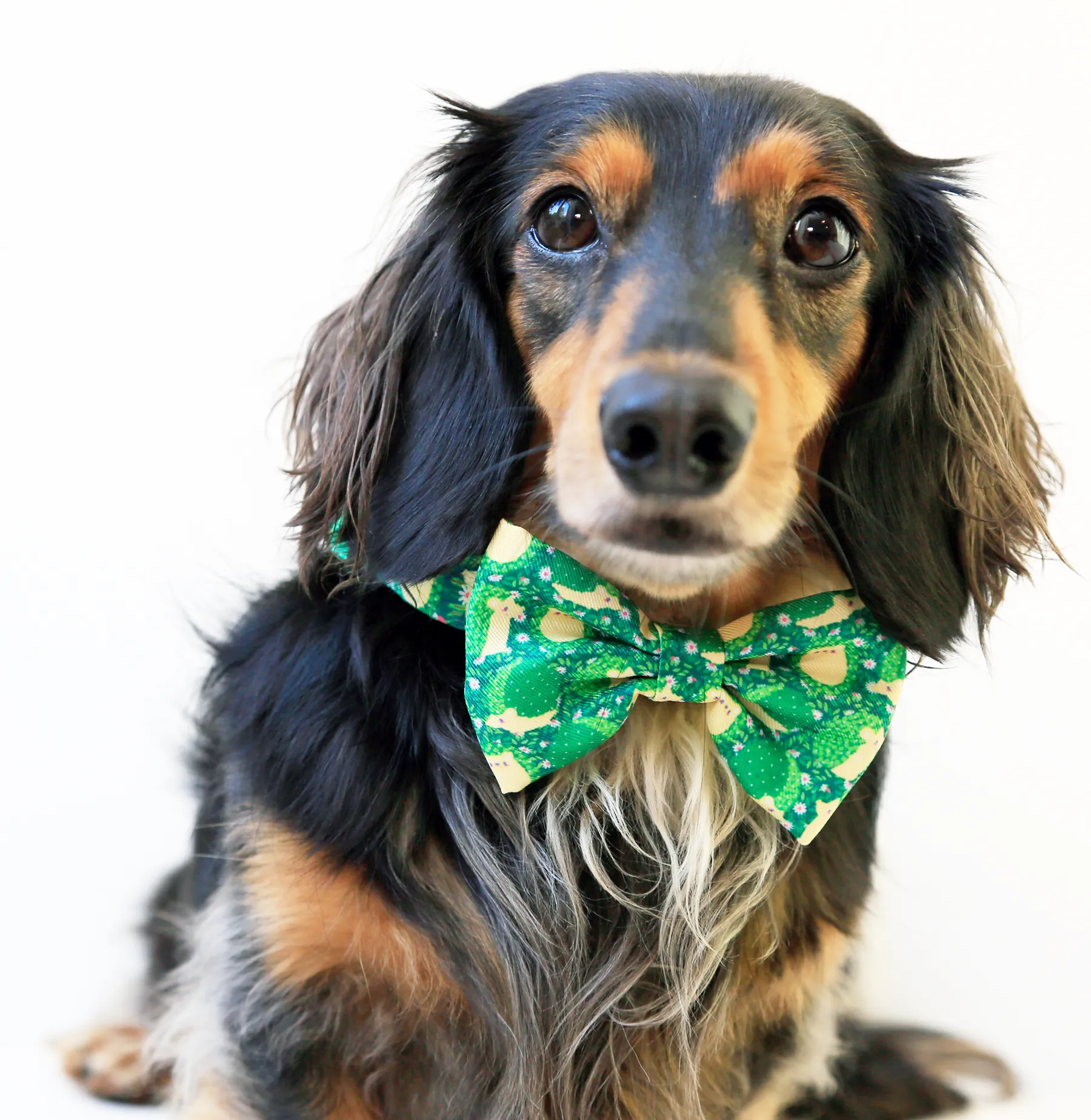 Hedge-hog bow-tie