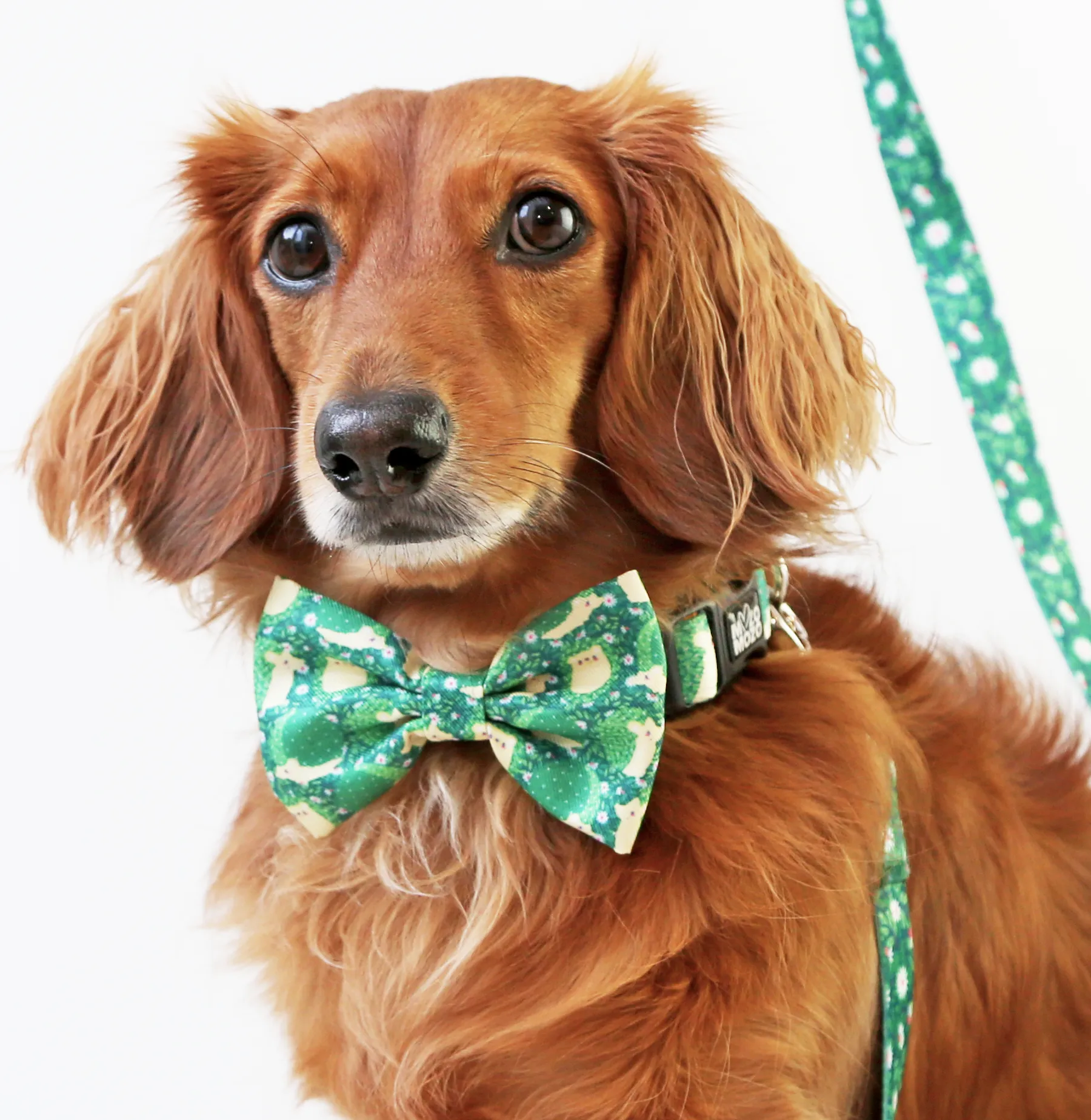 Hedge-hog collar